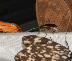 Cochabamba diversicolor