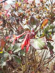 Fuchsia boliviana