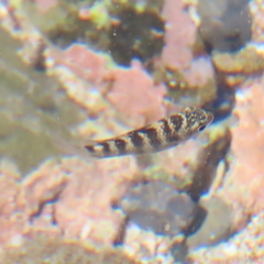 Abudefduf declivifrons