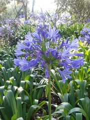 Agapanthus