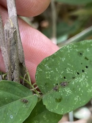 Acanthocheila visenda