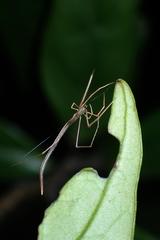 Ariamnes cylindrogaster