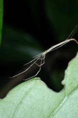 Ariamnes cylindrogaster