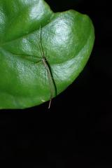 Ariamnes cylindrogaster