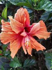 Hibiscus
