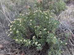 Olearia ferresii