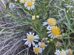 Olearia ferresii