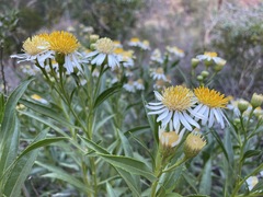 Olearia ferresii