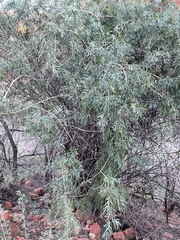 Pandorea doratoxylon