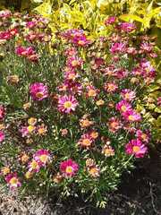 Argyranthemum