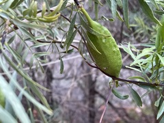 Pandorea doratoxylon