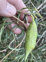 Pandorea doratoxylon
