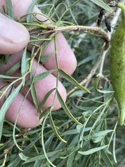 Pandorea doratoxylon