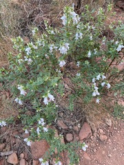 Prostanthera striatiflora
