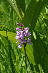 Dactylorhiza fuchsii psychrophila