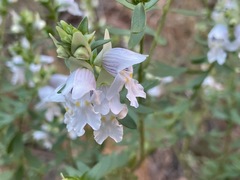 Prostanthera striatiflora
