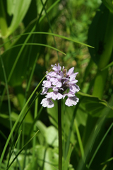 Dactylorhiza fuchsii psychrophila
