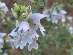 Prostanthera striatiflora