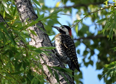 Colaptes melanochloros