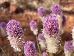Ptilotus helipteroides