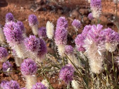 Ptilotus helipteroides