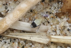 Megamelanus bicolor