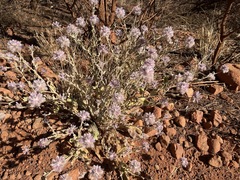 Ptilotus sessilifolius