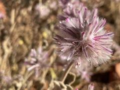 Ptilotus sessilifolius
