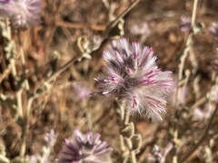 Ptilotus sessilifolius