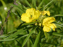 Oenothera berlandieri