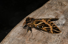 Euryglottis aper