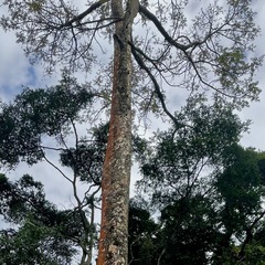 Entandrophragma excelsum