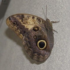 Caligo telamonius memnon