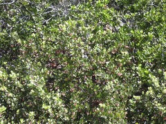 Arctostaphylos pumila