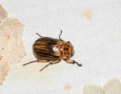 Ancognatha hyltonscottae