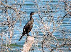Nannopterum brasilianum
