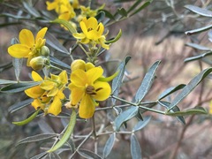 Senna artemisioides quadrifolia