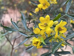 Senna artemisioides quadrifolia