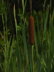 Typha subulata
