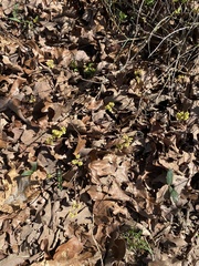 Rhus aromatica aromatica