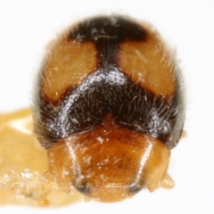 Diomus bigemmeus