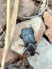 Clinterocera mandarina