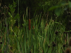 Typha subulata