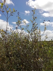 Escallonia megapotamica