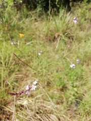 Verbena montevidensis