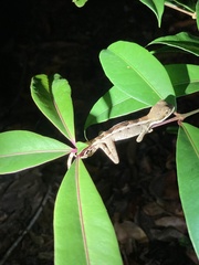 Enyalius catenatus