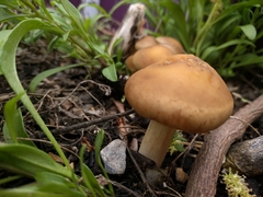 Agrocybe