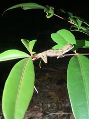 Enyalius catenatus