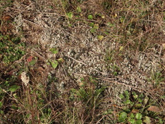 Ranunculus rhomboideus