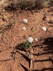 Trachymene glaucifolia
